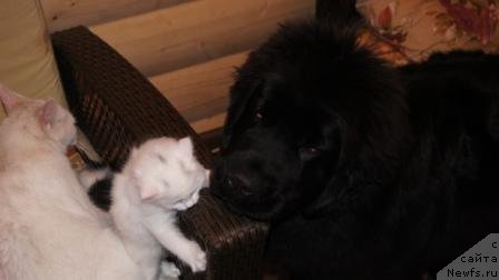 Фото: ньюфаундленд Плюшевая Панда Удивительная Кейт (Plushevaya Panda Udivitelnaja Kejt)