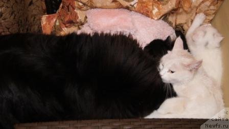 Фото: ньюфаундленд Плюшевая Панда Удивительная Кейт (Plushevaya Panda Udivitelnaja Kejt)