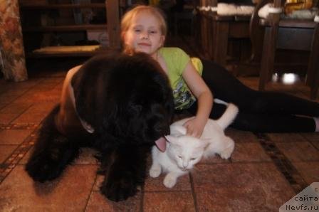 Фото: ньюфаундленд Плюшевая Панда Удивительная Кейт (Plushevaya Panda Udivitelnaja Kejt)