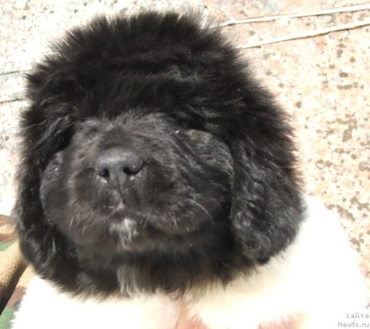 Фото: ньюфаундленд Плюшевая Панда Хаира (Plushevayа Panda Haira)