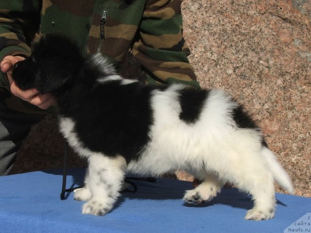 Фото: ньюфаундленд Плюшевая Панда Ферреро Ронд Нуар (Plushevaya Panda Ferrero Rond Noir)