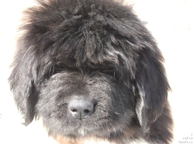 Фото: ньюфаундленд Плюшевая Панда Феличита (Plushevaya Panda Felicita)