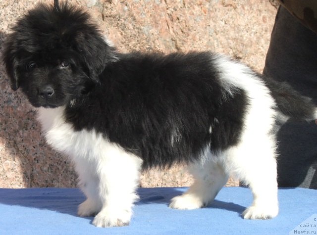 Фото: ньюфаундленд Плюшевая Панда Феличита (Plushevaya Panda Felicita)