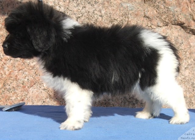 Фото: ньюфаундленд Плюшевая Панда Феличита (Plushevaya Panda Felicita)