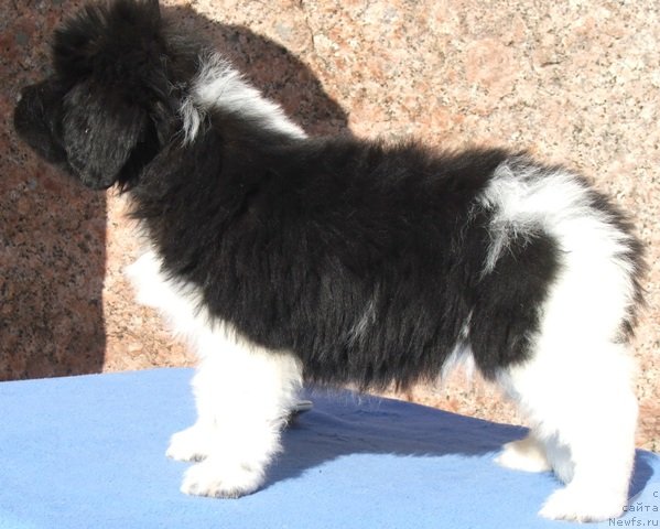 Фото: ньюфаундленд Плюшевая Панда Феличита (Plushevaya Panda Felicita)