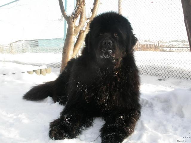 Фото: ньюфаундленд Данс Мемори Фьюджан Риф