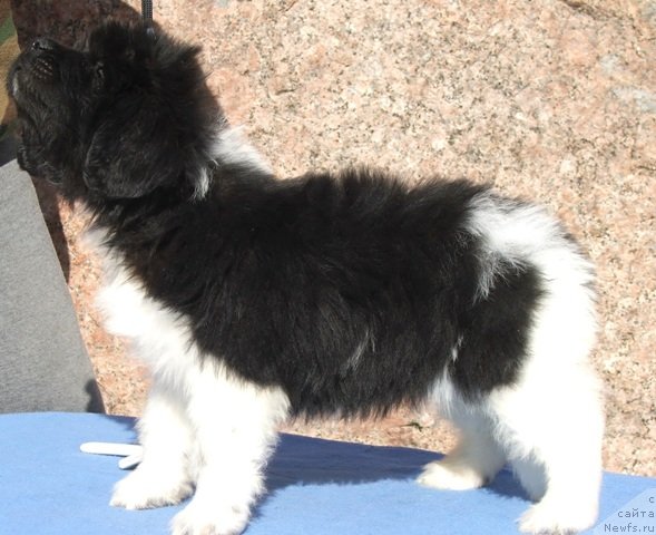 Фото: ньюфаундленд Плюшевая Панда Феличита (Plushevaya Panda Felicita)