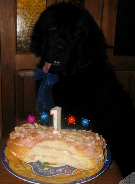 Фото: ньюфаундленд Звезда Ринга