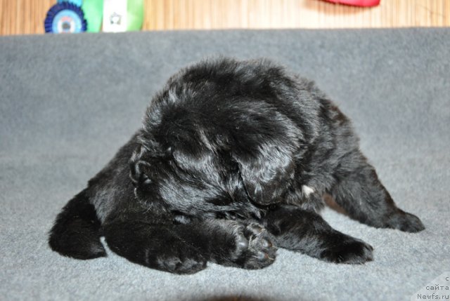 Фото: Сука желтая лента, ньюфаундленд Бегущая по Волнам Вся Такая Растакая (Beguschaya po Volnam Vsya Takaya Rastakaya)