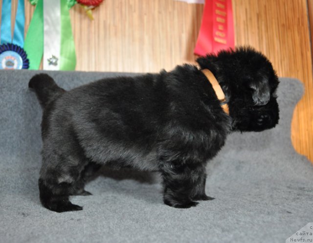 Фото: Сука желтая лента, ньюфаундленд Бегущая по Волнам Вся Такая Растакая (Beguschaya po Volnam Vsya Takaya Rastakaya)