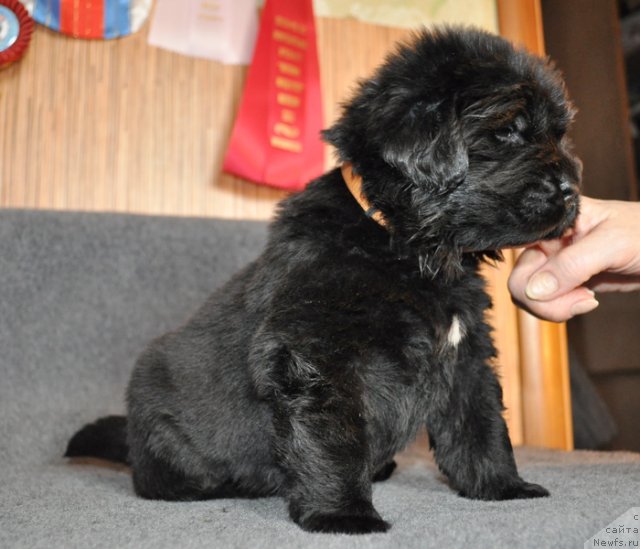 Фото: Сука желтая лента, ньюфаундленд Бегущая по Волнам Вся Такая Растакая (Beguschaya po Volnam Vsya Takaya Rastakaya)