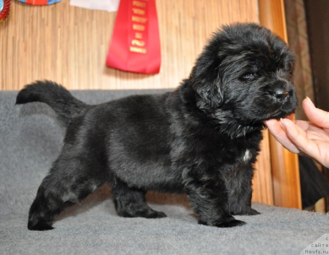 Фото: Сука желтая лента, ньюфаундленд Бегущая по Волнам Вся Такая Растакая (Beguschaya po Volnam Vsya Takaya Rastakaya)