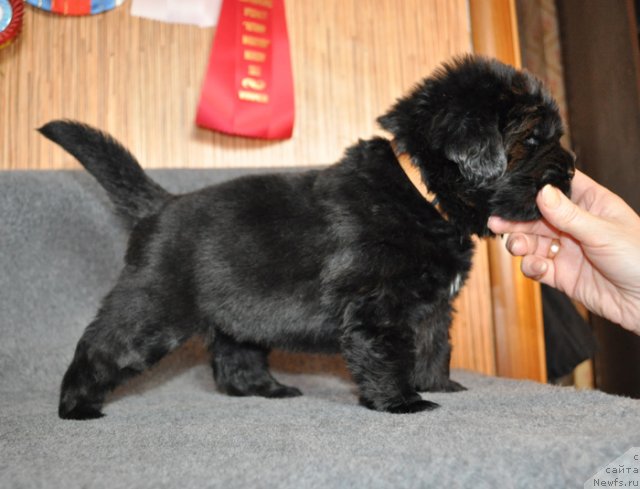 Фото: Сука желтая лента, ньюфаундленд Бегущая по Волнам Вся Такая Растакая (Beguschaya po Volnam Vsya Takaya Rastakaya)