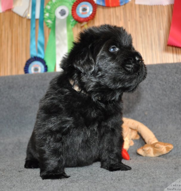 Фото: Сука сиреневая лента, ньюфаундленд Бегущая по Волнам Вся Такая Растакая (Beguschaya po Volnam Vsya Takaya Rastakaya)