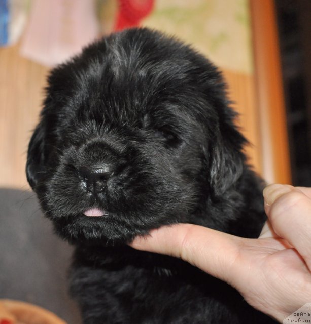 Фото: Сука сиреневая лента, ньюфаундленд Бегущая по Волнам Вся Такая Растакая (Beguschaya po Volnam Vsya Takaya Rastakaya)