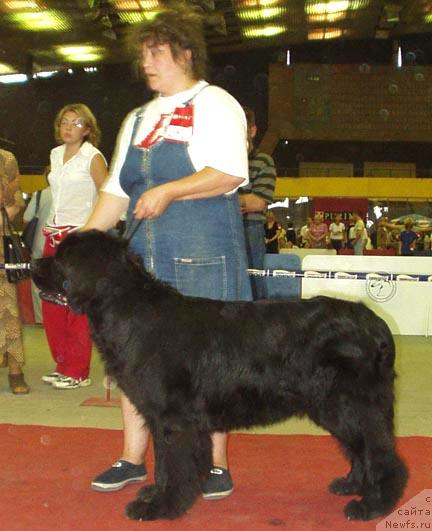 Фото: ньюфаундленд Aarnikarhun Kovaldina, Ирина Панюшкина