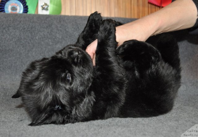 Фото: Сука сиреневая лента, ньюфаундленд Бегущая по Волнам Вся Такая Растакая (Beguschaya po Volnam Vsya Takaya Rastakaya)