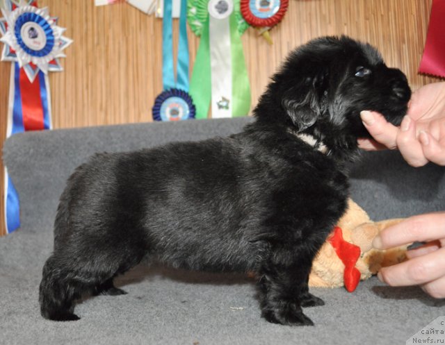 Фото: Сука сиреневая лента, ньюфаундленд Бегущая по Волнам Вся Такая Растакая (Beguschaya po Volnam Vsya Takaya Rastakaya)