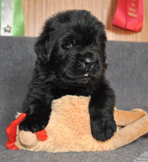 Фото: Сука сиреневая лента, ньюфаундленд Бегущая по Волнам Вся Такая Растакая (Beguschaya po Volnam Vsya Takaya Rastakaya)