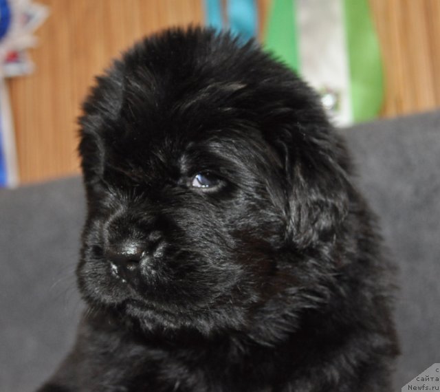 Фото: Сука сиреневая лента, ньюфаундленд Бегущая по Волнам Вся Такая Растакая (Beguschaya po Volnam Vsya Takaya Rastakaya)