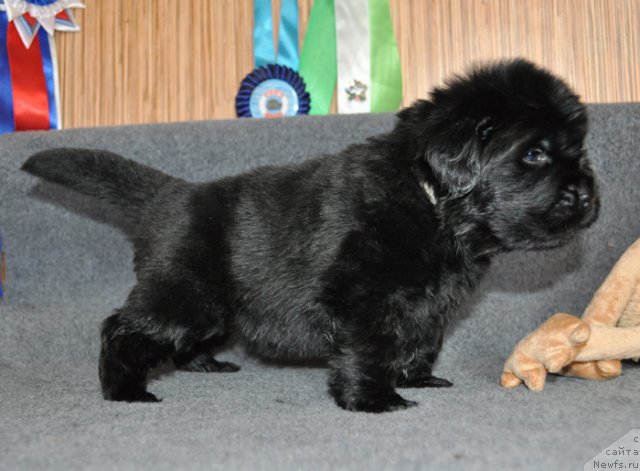 Фото: Сука сиреневая лента, ньюфаундленд Бегущая по Волнам Вся Такая Растакая (Beguschaya po Volnam Vsya Takaya Rastakaya)