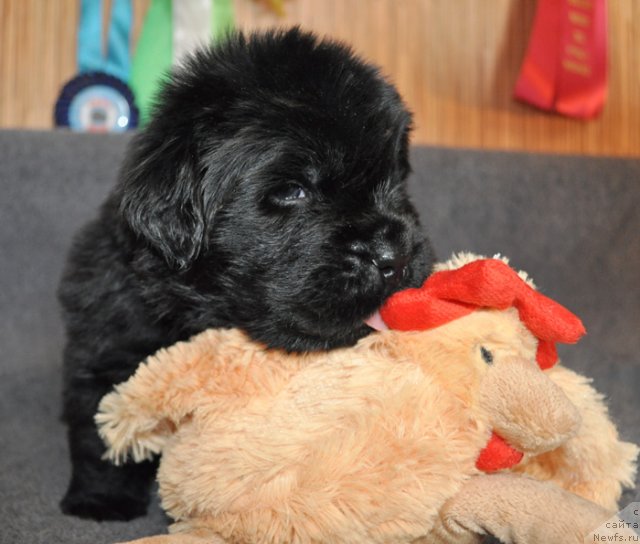 Фото: Сука сиреневая лента, ньюфаундленд Бегущая по Волнам Вся Такая Растакая (Beguschaya po Volnam Vsya Takaya Rastakaya)