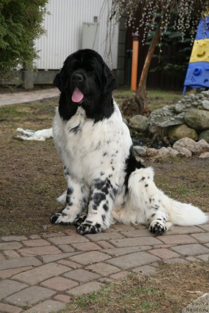 Фото: ньюфаундленд Аквиан Сонг Зеро Гравити (Akvian Song Zero Graviti)