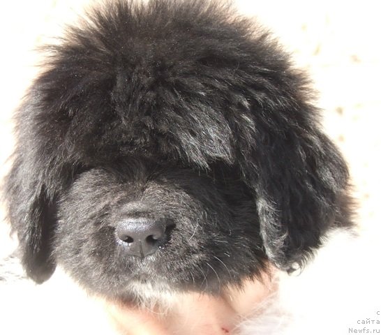 Фото: ньюфаундленд Плюшевая Панда Фереро-Рошер (Plushevaya Panda Ferero-Rocher)
