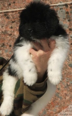 Фото: ньюфаундленд Плюшевая Панда Фереро-Рошер (Plushevaya Panda Ferero-Rocher)