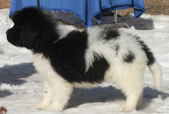 Фото: ньюфаундленд Плюшевая Панда Фереро-Рошер (Plushevaya Panda Ferero-Rocher)