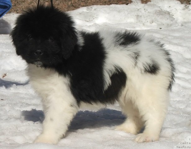 Фото: ньюфаундленд Плюшевая Панда Фереро-Рошер (Plushevaya Panda Ferero-Rocher)