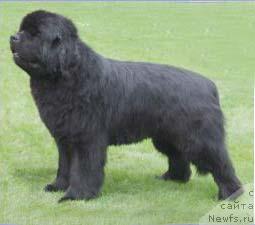 Фото: ньюфаундленд Admiral Armando von der Rudelsburg