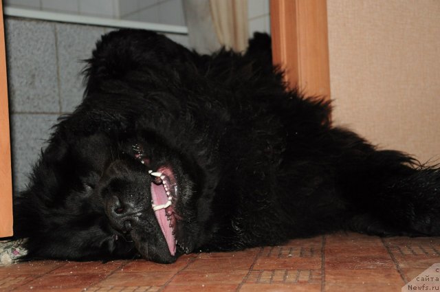 Фото: ньюфаундленд Сказочная Кроха Нериан