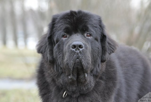Фото: ньюфаундленд Бегущая по Волнам Зурбаган (Beguschaya po Volnam Zurbagan)