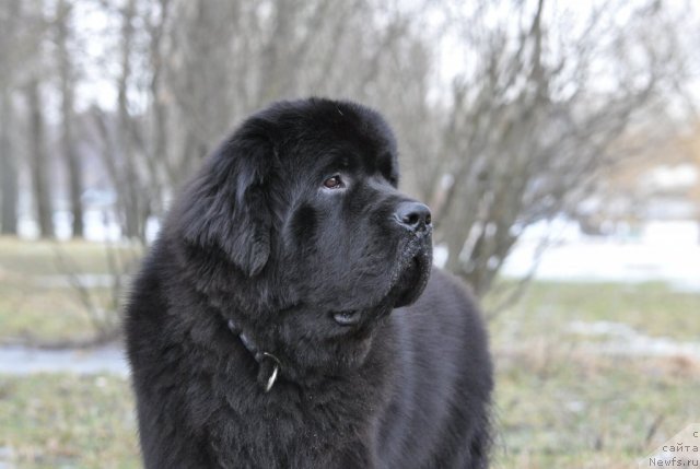 Фото: ньюфаундленд Бегущая по Волнам Зурбаган (Beguschaya po Volnam Zurbagan)