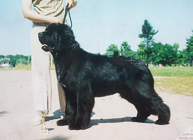 Фото: ньюфаундленд Аризона Леди в Черном (Arizona Lady v Chernom)