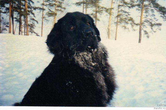 Фото: ньюфаундленд Нобергрейв Юсита