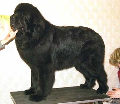 Фото: ньюфаундленд Midnight Lady's Double Trouble