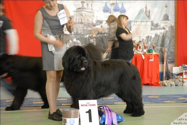 Фото: ньюфаундленд Топтыжка Дон Кихот