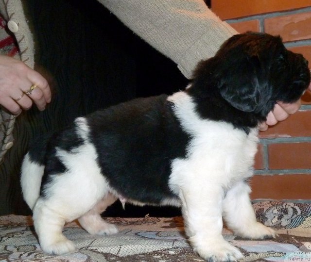 Фото: ньюфаундленд Супер Премиум Лондон