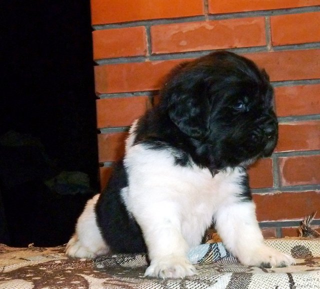 Фото: ньюфаундленд Супер Премиум Лондон