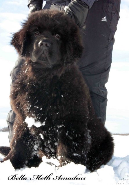 Фото: ньюфаундленд Бэлла Мосс Амадеус