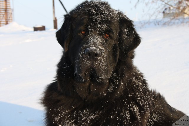 Фото: ньюфаундленд Глория Гранд Блек