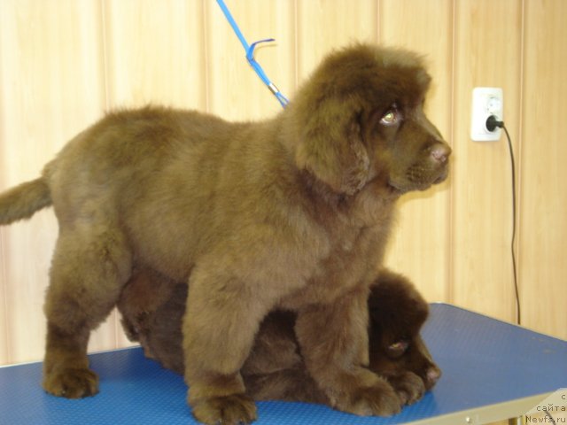 Фото: Аромат Капучино из Аркаима