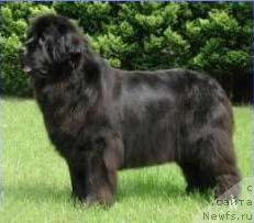 Фото: ньюфаундленд Newf Mermaid Xiky