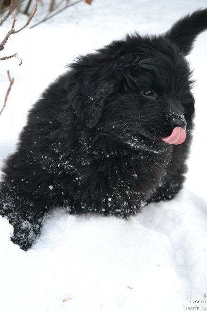 Фото: акватория кельвин урсула