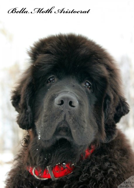 Фото: ньюфаундленд Бэлла Мосс Аристократ