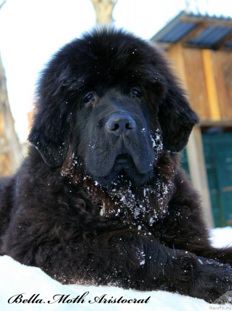 Фото: ньюфаундленд Бэлла Мосс Аристократ