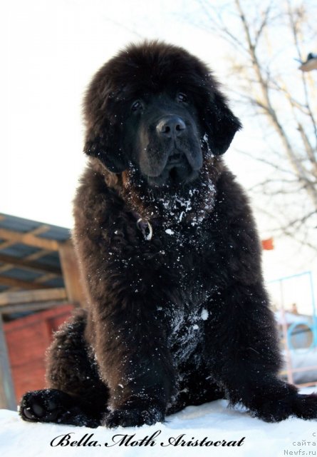 Фото: ньюфаундленд Бэлла Мосс Аристократ