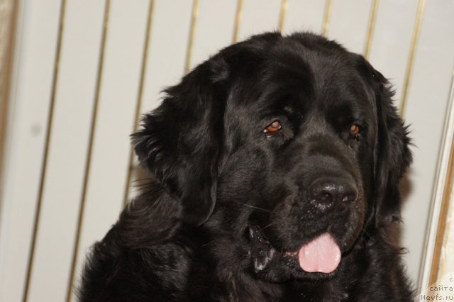 Фото: ньюфаундленд Великий Медведь Загадка